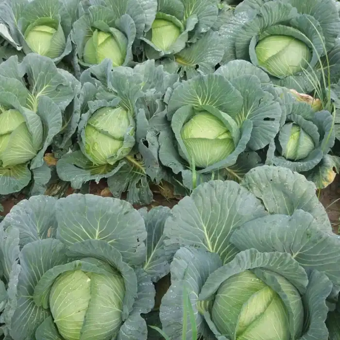 Sarman F1 Beyaz Lahana Tohumu 2.500 Adet