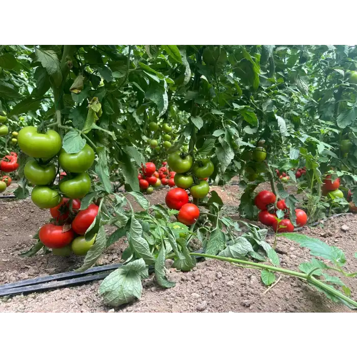 Şenol F1 Sırık Domates Fidesi