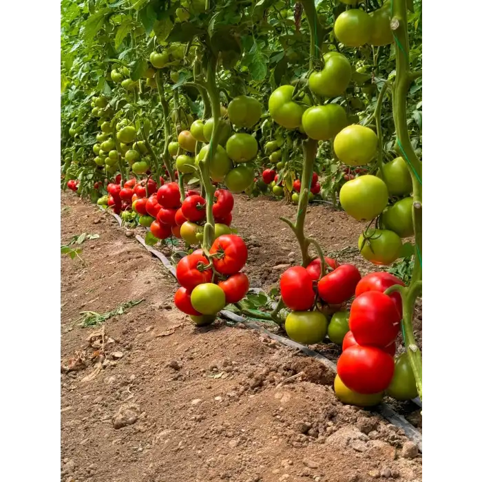 Şenol F1 Sırık Domates Fidesi