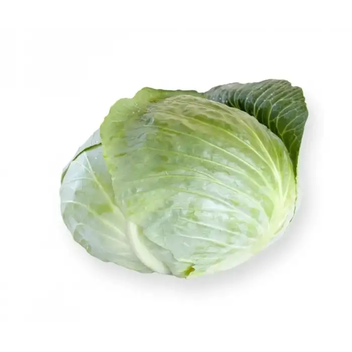 Septima F1 Beyaz Lahana Tohumu 2.500 Adet