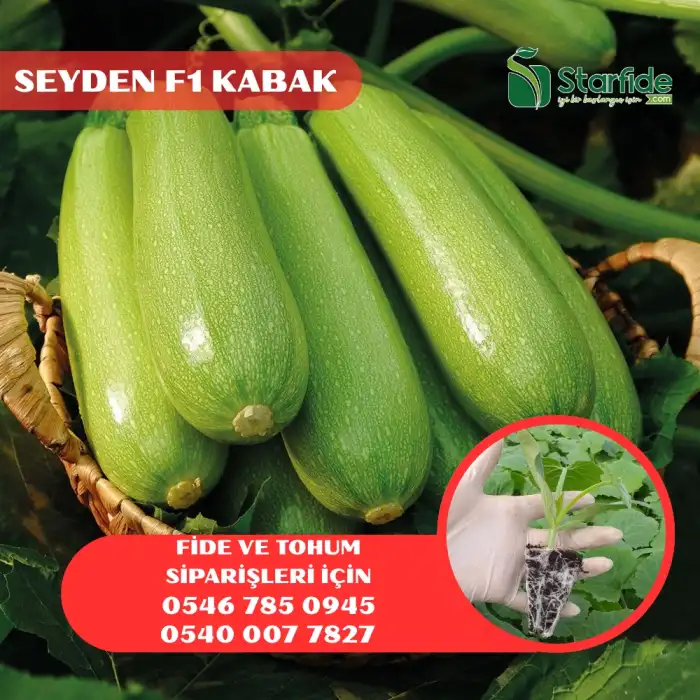Seyden F1 Kabak Fidesi