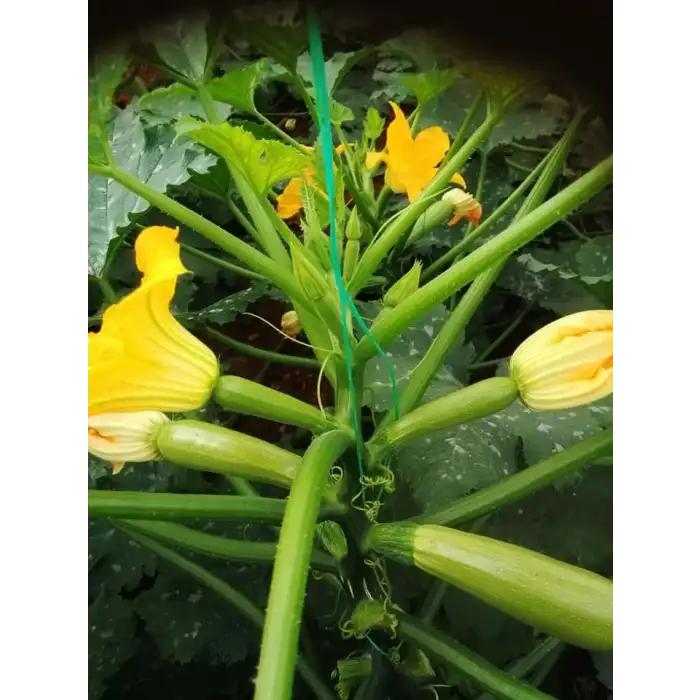 Seyden F1 Kabak Tohumu 500 Adet