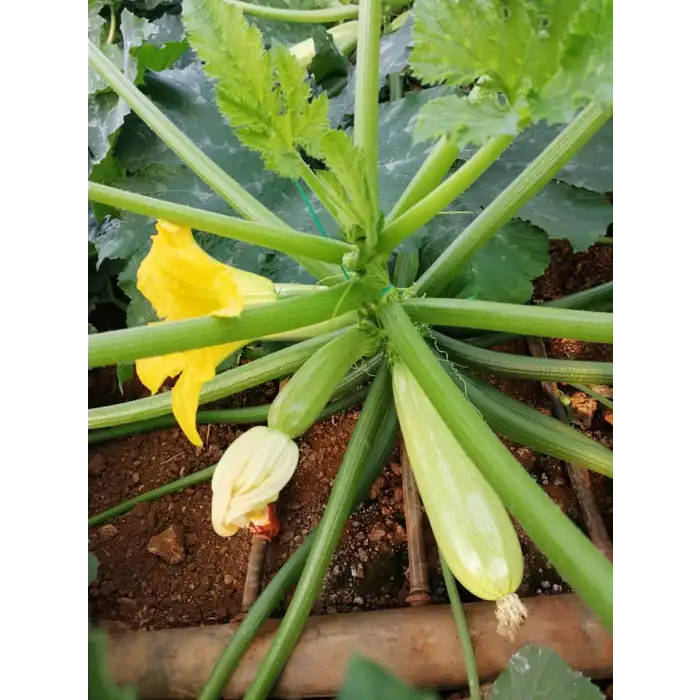 Seyden F1 Kabak Tohumu 500 Adet