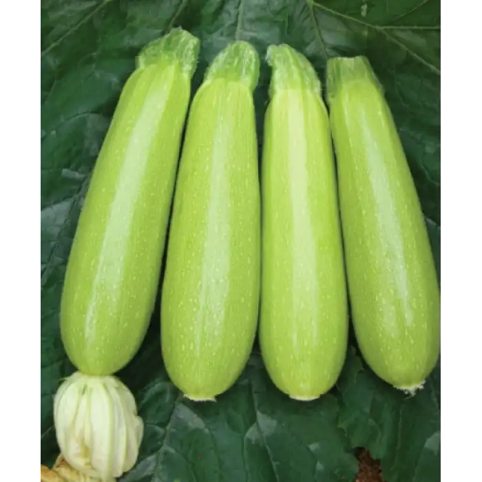 Seyden F1 Kabak Tohumu 500 Adet