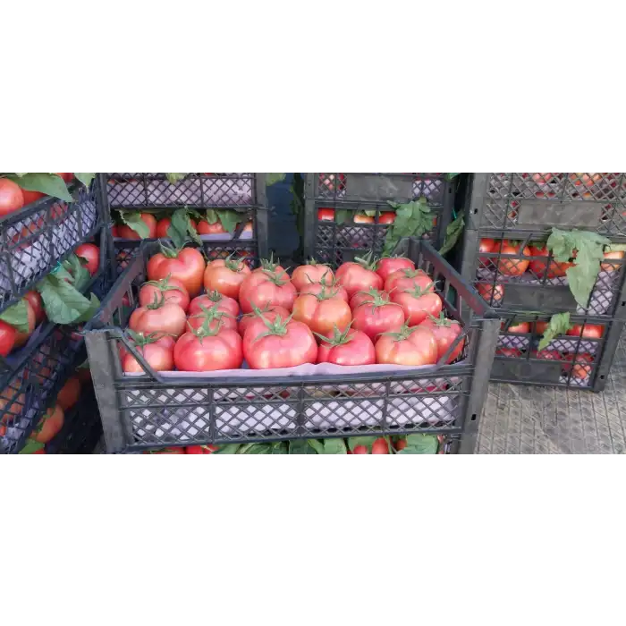 Şiir F1 Pembe Domates Fidesi