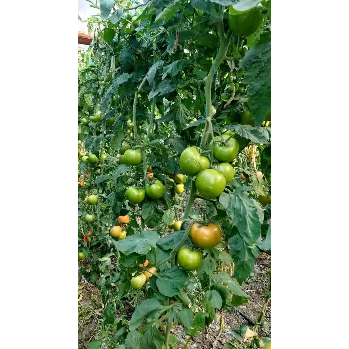 Şiir F1 Pembe Domates Fidesi