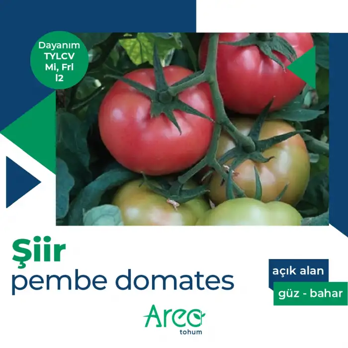 Şiir F1 Pembe Domates Fidesi