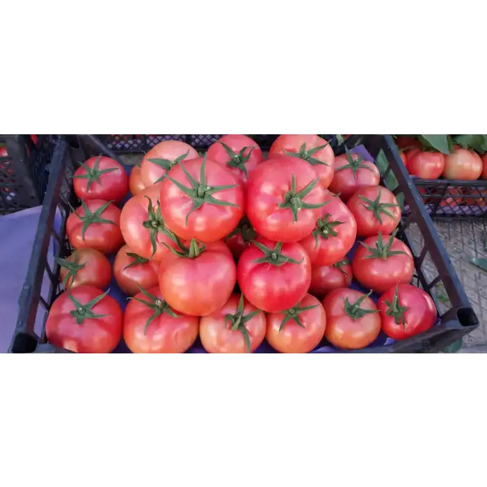 Şiir F1 Pembe Domates Fidesi