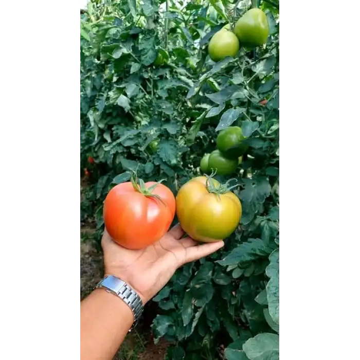 Şiir F1 Pembe Domates Fidesi