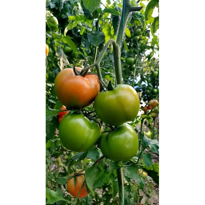 Şiir F1 Pembe Domates Fidesi