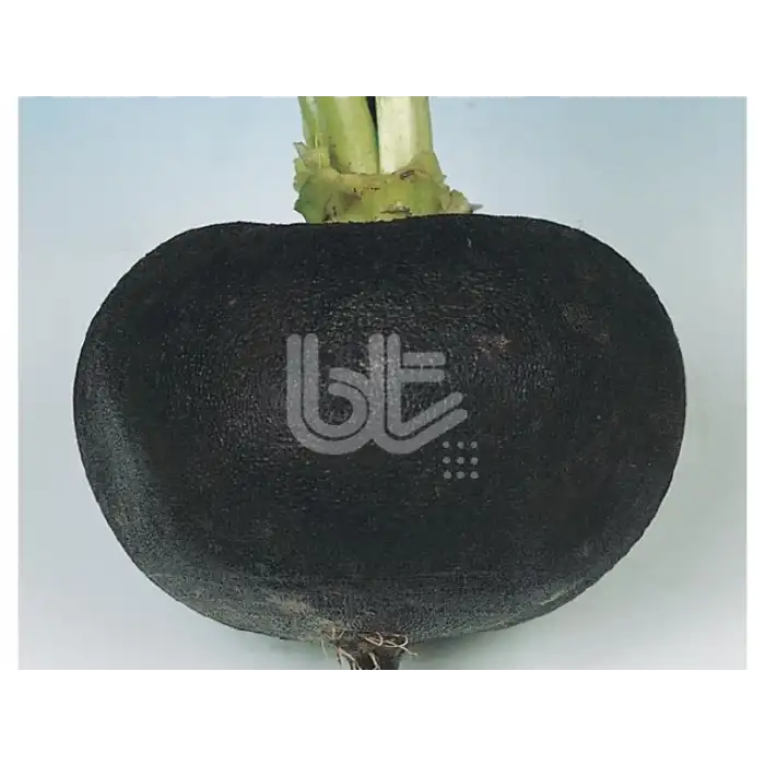Siyah İri Turp Tohumu 25 Gr