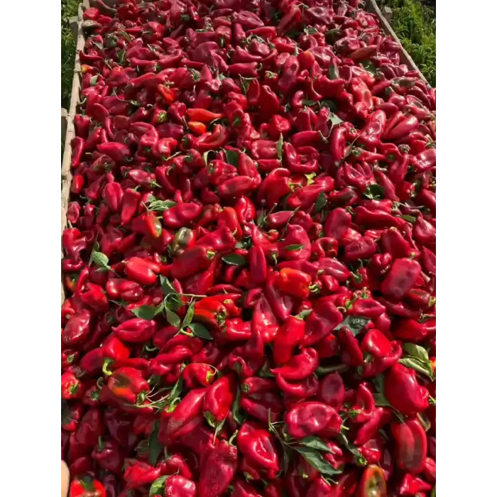 Slonovo Uvo Fil Kulağı Kapya Biber Fidesi