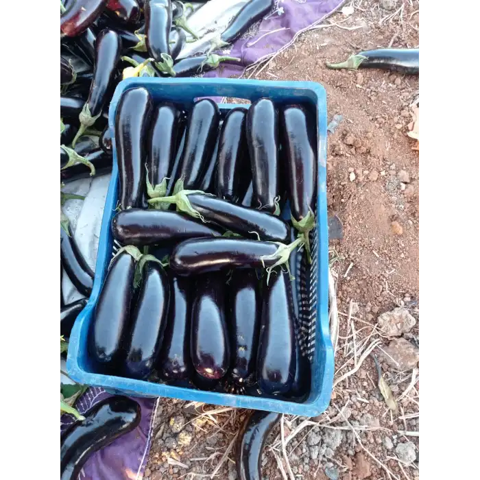 Sufi F1 Patlıcan Fidesi