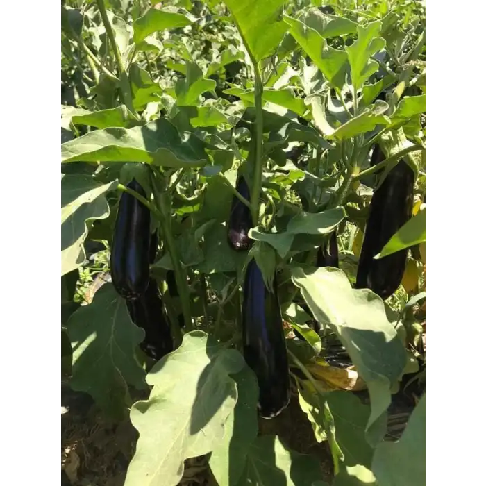 Sufi F1 Patlıcan Fidesi