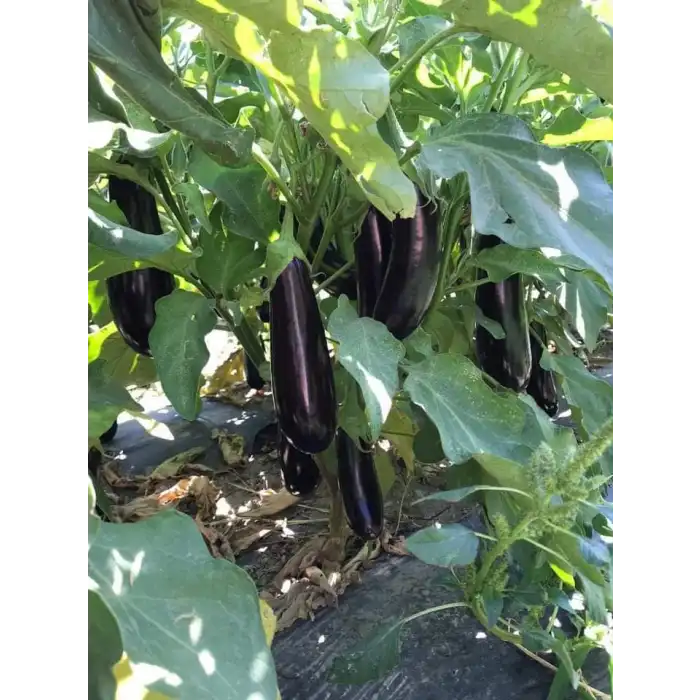 Sufi F1 Patlıcan Fidesi