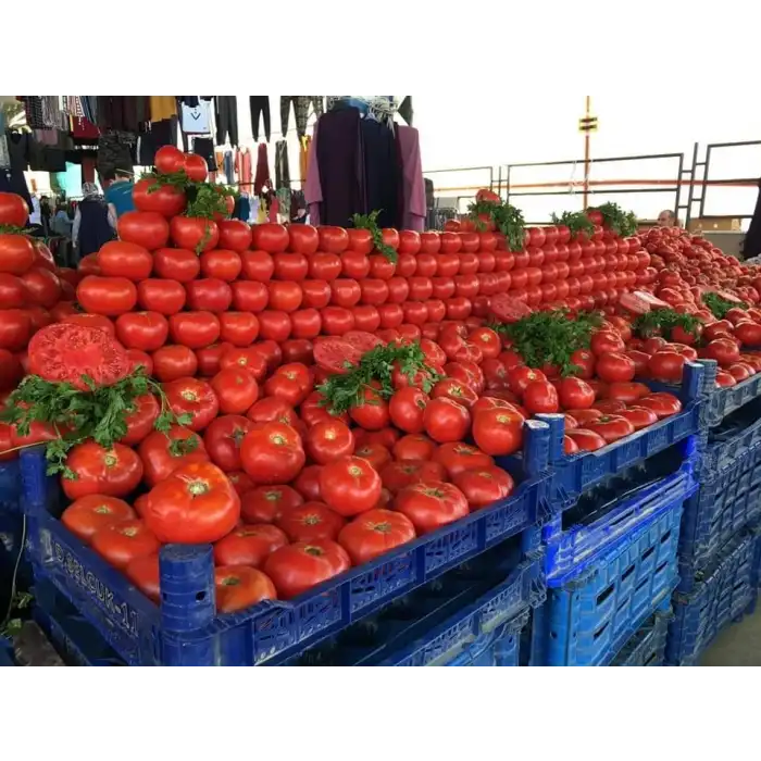 SVTD8033 F1 Oturak Domates Fidesi