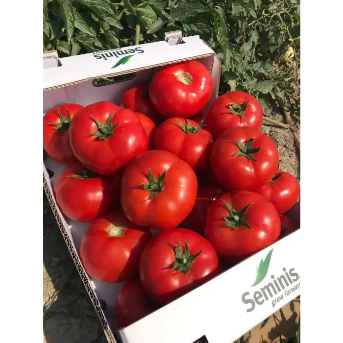 SVTD8033 F1 Oturak Domates Fidesi