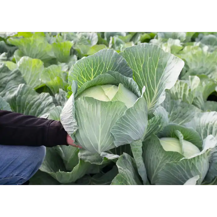 Tamarindo F1 Beyaz Lahana Fidesi