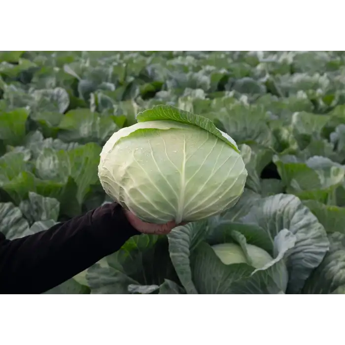 Tamarindo F1 Beyaz Lahana Fidesi