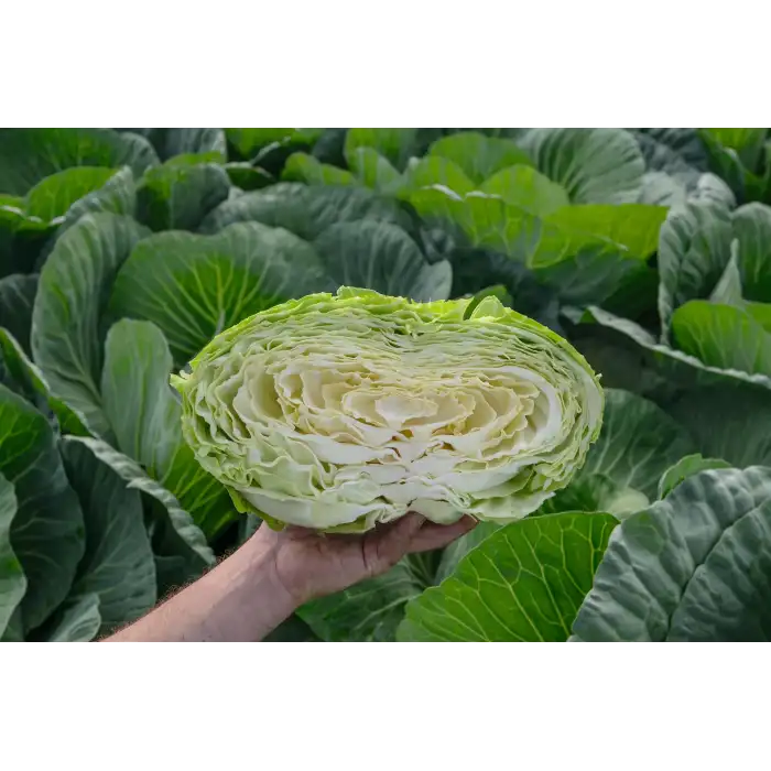 Tamarindo F1 Beyaz Lahana Fidesi