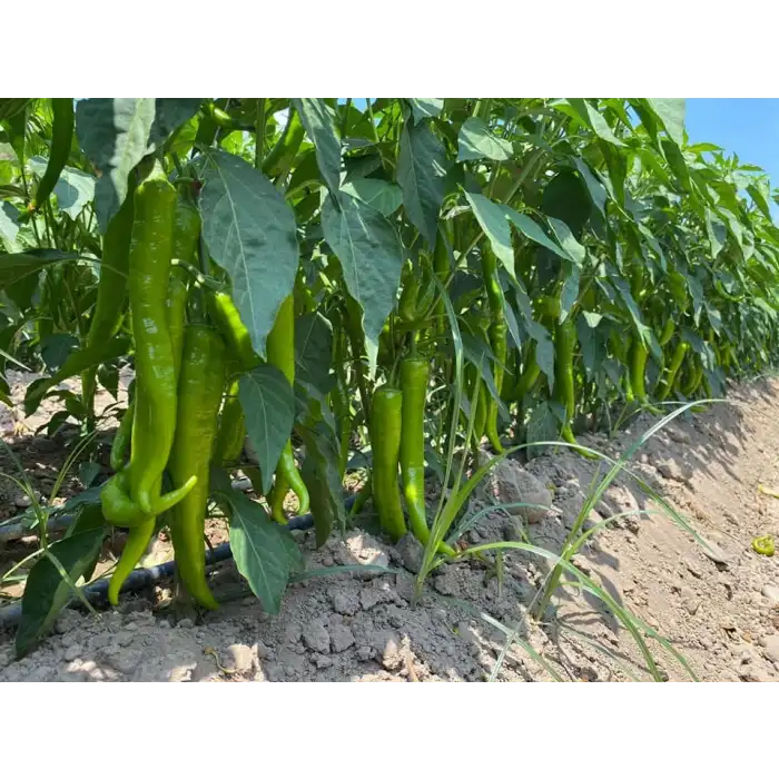 Tekin F1 Sivri Biber Fidesi