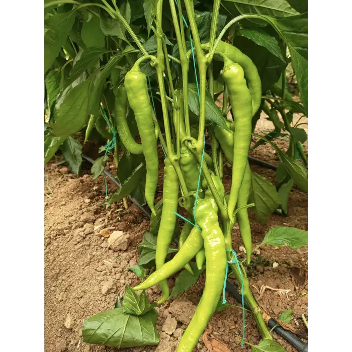 Tekin F1 Sivri Biber Fidesi