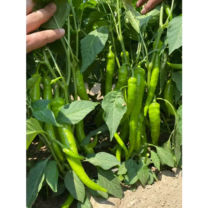 Tekin F1 Sivri Biber Fidesi