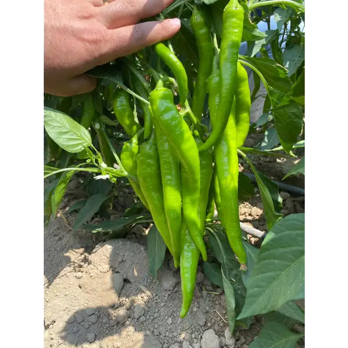 Tekin F1 Sivri Biber Fidesi