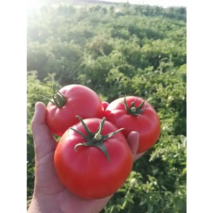 Togan F1 Oturak Domates Fidesi