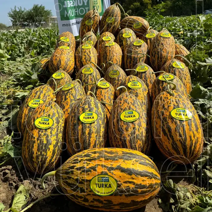 Turka 666 F1 Kırkağaç Kavun Fidesi