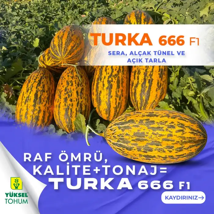 Turka 666 F1 Kırkağaç Kavun Fidesi