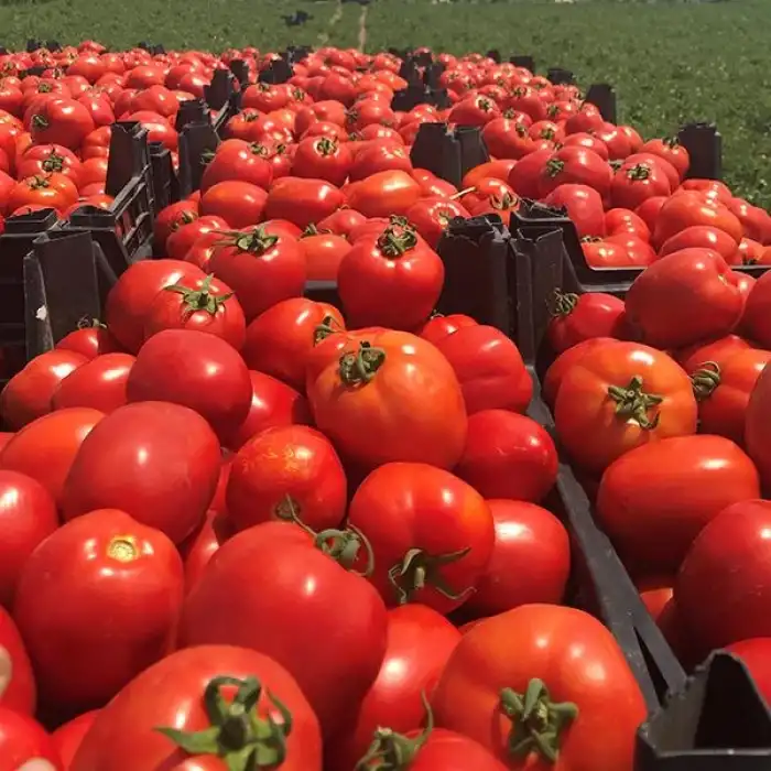 Ug 464913 F1 Salçalık Domates Fidesi