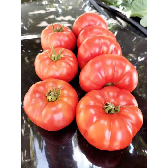 Uzman F1 Köy Domatesi Fidesi