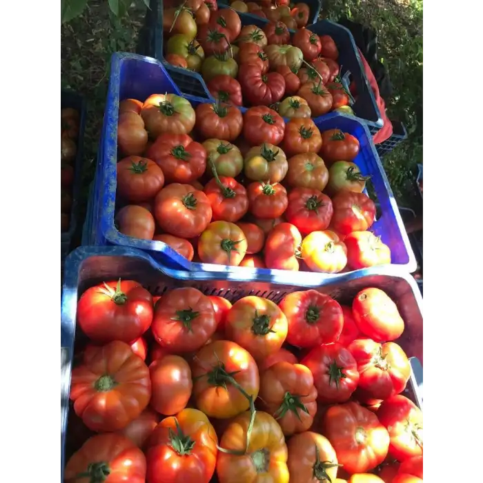 Uzman F1 Köy Domatesi Fidesi