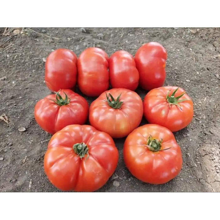 Uzman F1 Köy Domatesi Fidesi