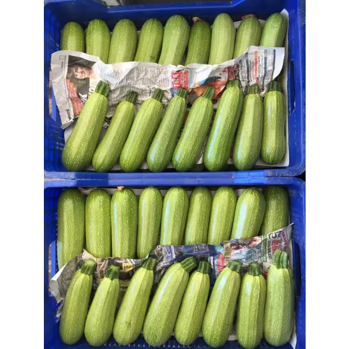 Velit F1 Kabak Tohumu 1000 Adet