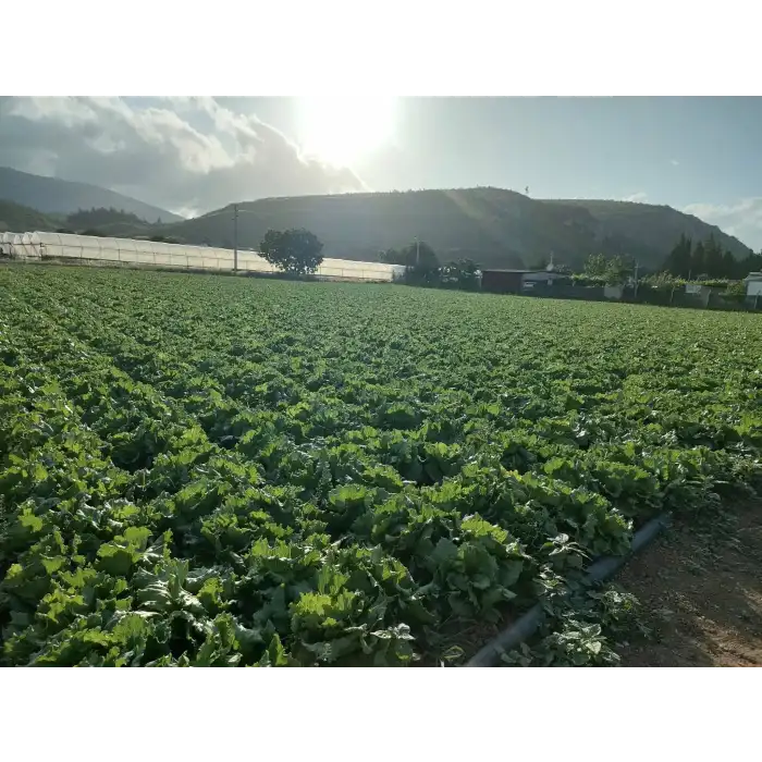 Vernalia İceberg Marul Tohumu 5.000 Adet