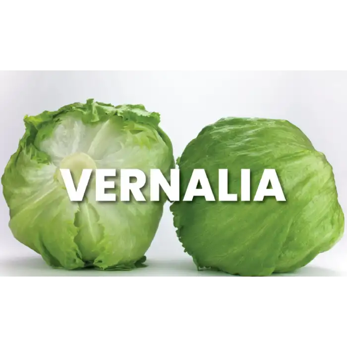 Vernalia İceberg Marul Tohumu 5.000 Adet