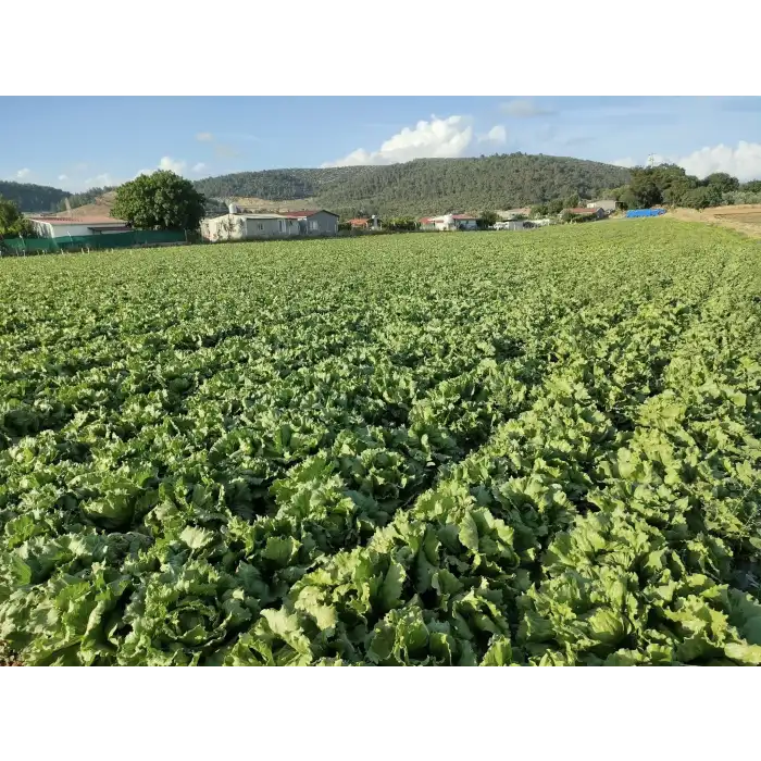 Vernalia İceberg Marul Tohumu 5.000 Adet