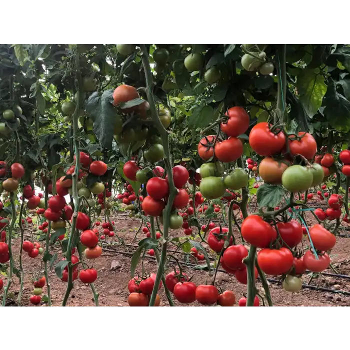 Veyron F1 Güzlük Domates Fidesi