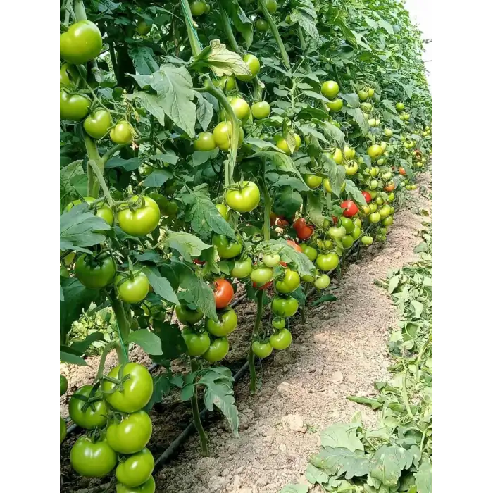 Veyron F1 Güzlük Domates Fidesi