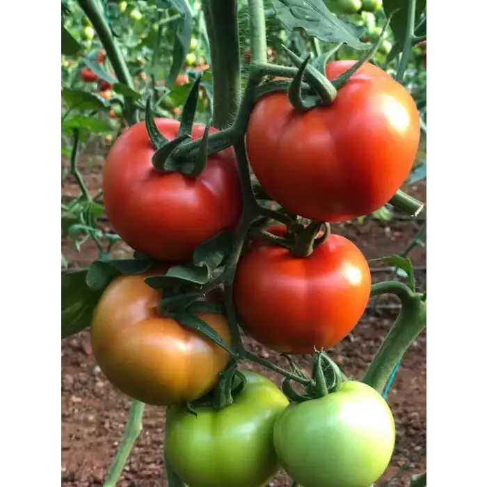 Veyron F1 Güzlük Domates Fidesi