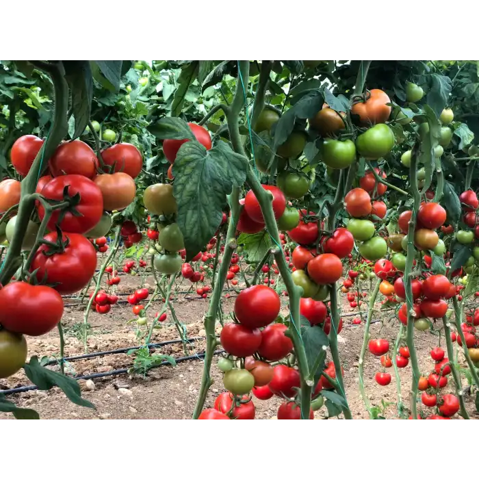 Veyron F1 Güzlük Domates Fidesi