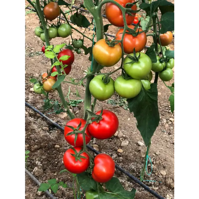 Veyron F1 Güzlük Domates Fidesi