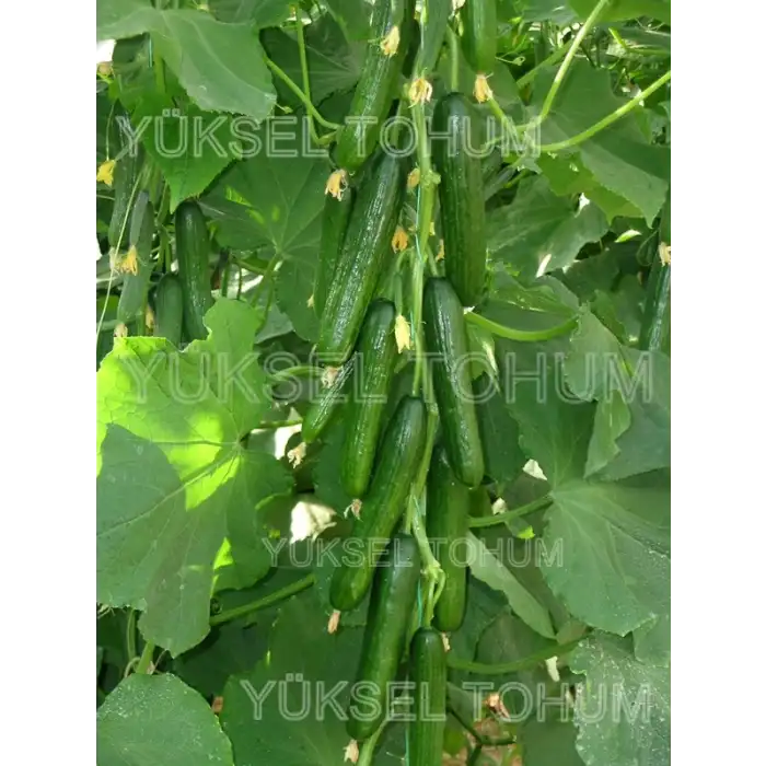 Y225 F1 Sırık Hıyar Fidesi