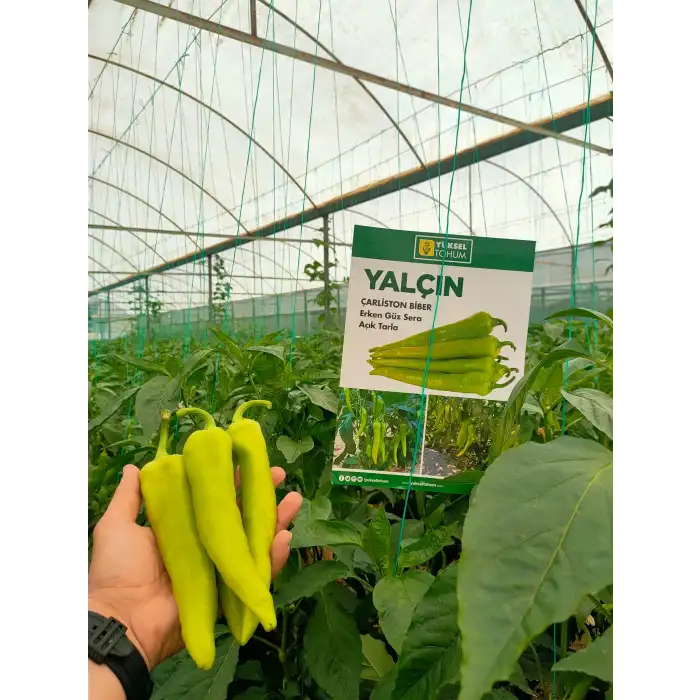 Yalçın F1 Çarliston Biber Fidesi