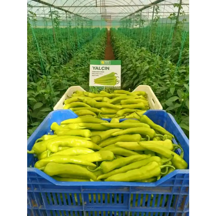 Yalçın F1 Çarliston Biber Fidesi