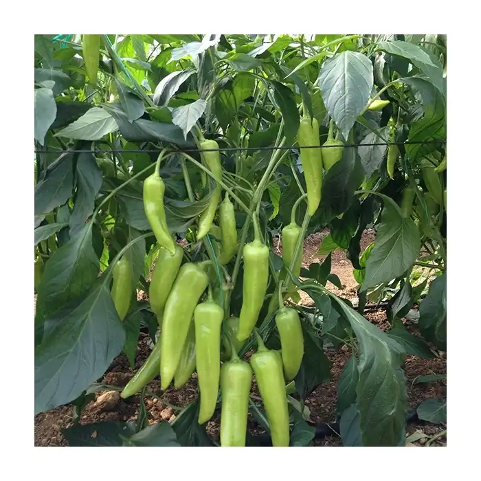 Yalçın F1 Çarliston Biber Fidesi