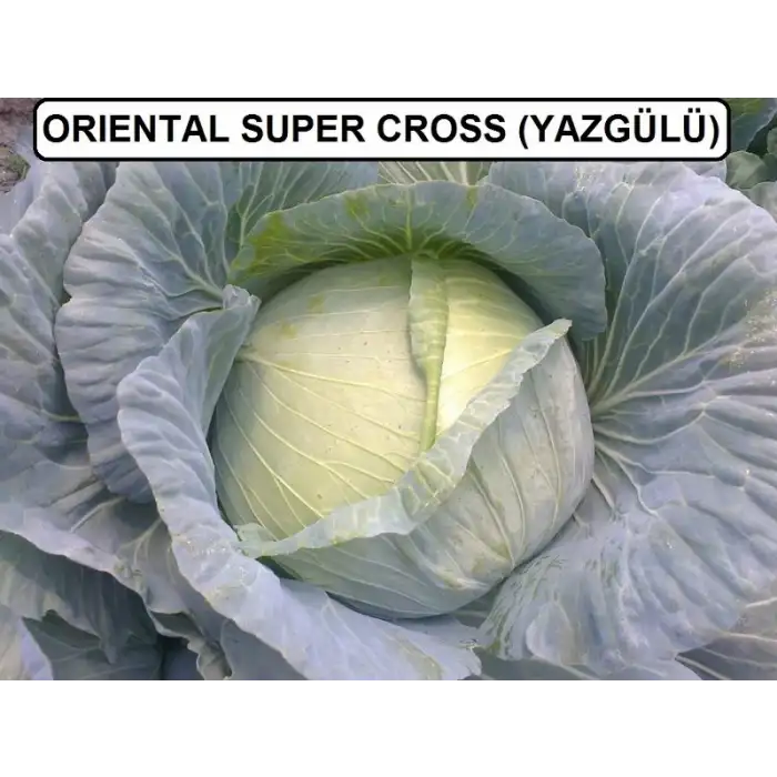 Yazgülü F1 Beyaz Lahana Tohumu 2.500 Adet