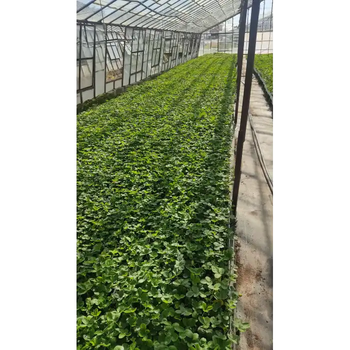 Yediveren Çilek Fidesi